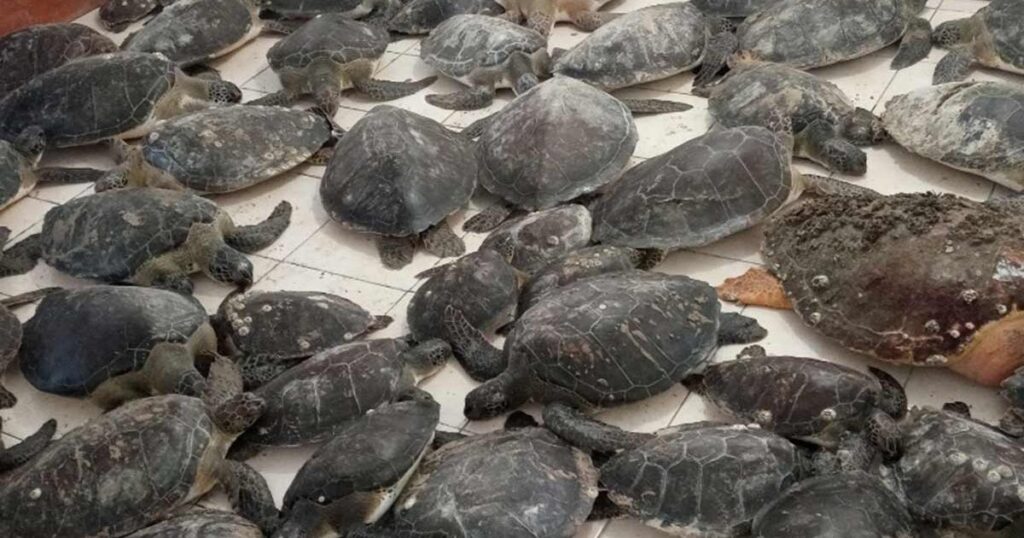 Semar rescata 130 ejemplares de tortuga verde en Tamaulipas