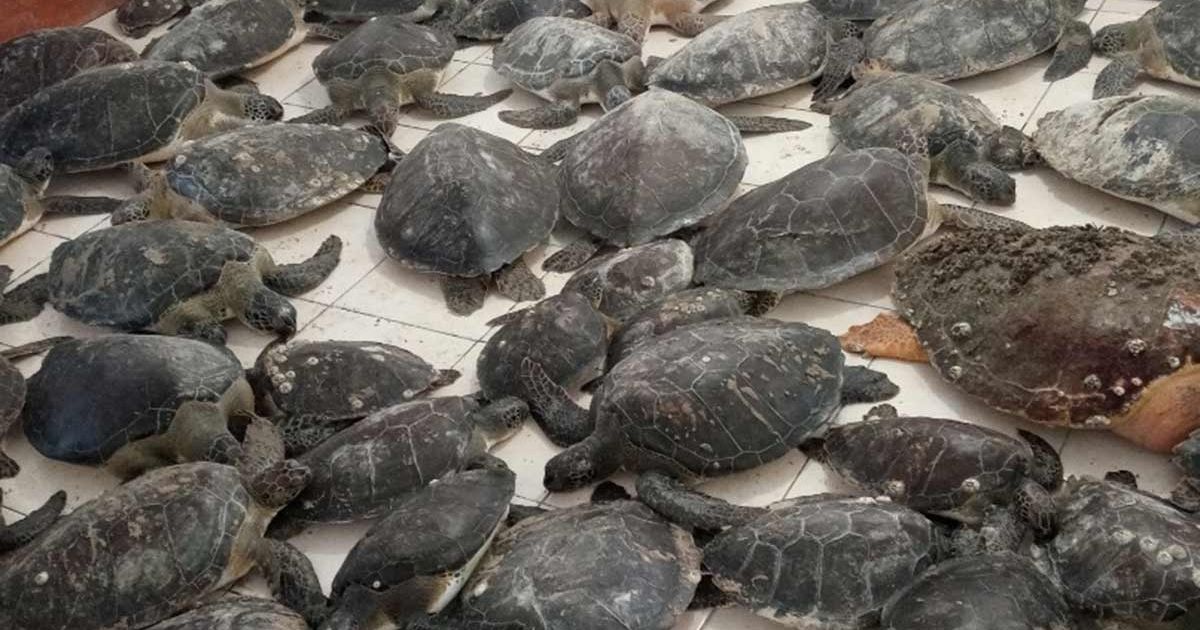 Semar rescata 130 ejemplares de tortuga verde en Tamaulipas