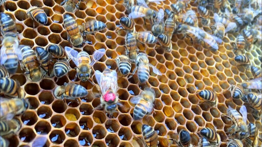 Apiario de Aldama, Tamaulipas realiza campaña para adoptar abejas