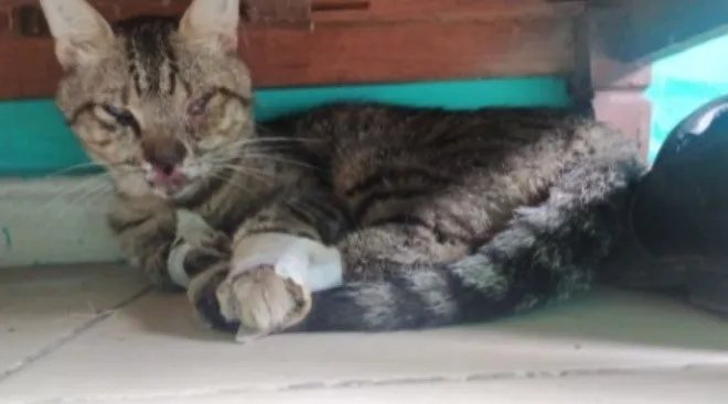 Denuncian en redes maltrato a gatito en Ciudad Victoria