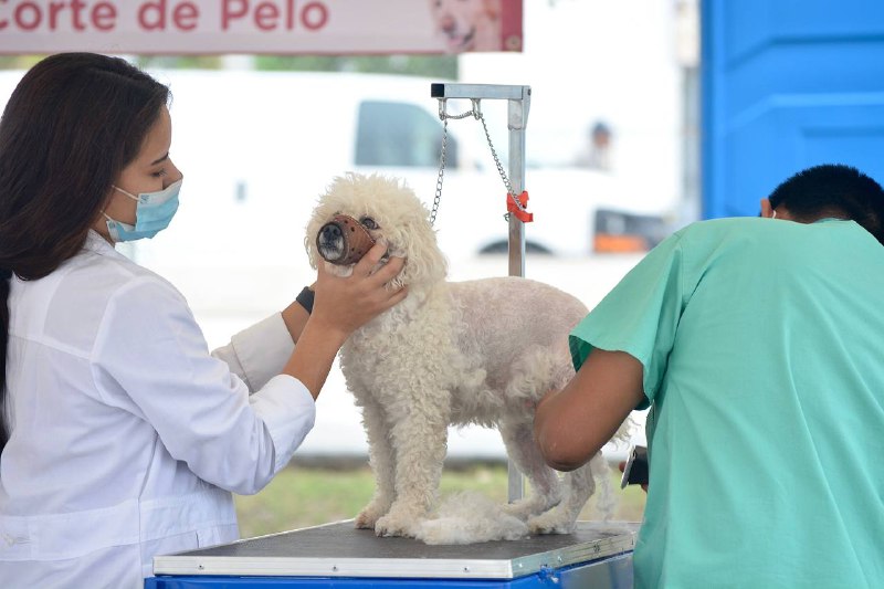 Gobierno de Nuevo Laredo lleva Brigada de Salud Animal a la colonia el Progreso