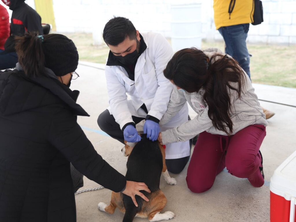 Gobierno de Nuevo Laredo realiza extensa campaña de salud animal