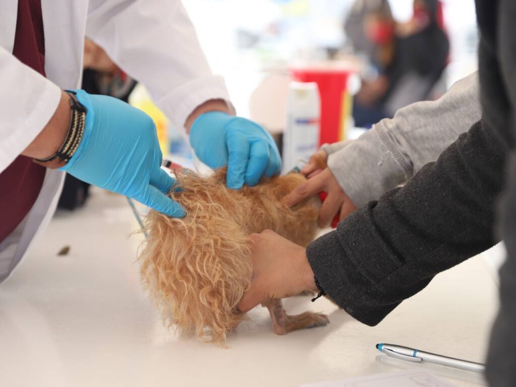 Gobierno de Nuevo Laredo realiza extensa campaña de salud animal