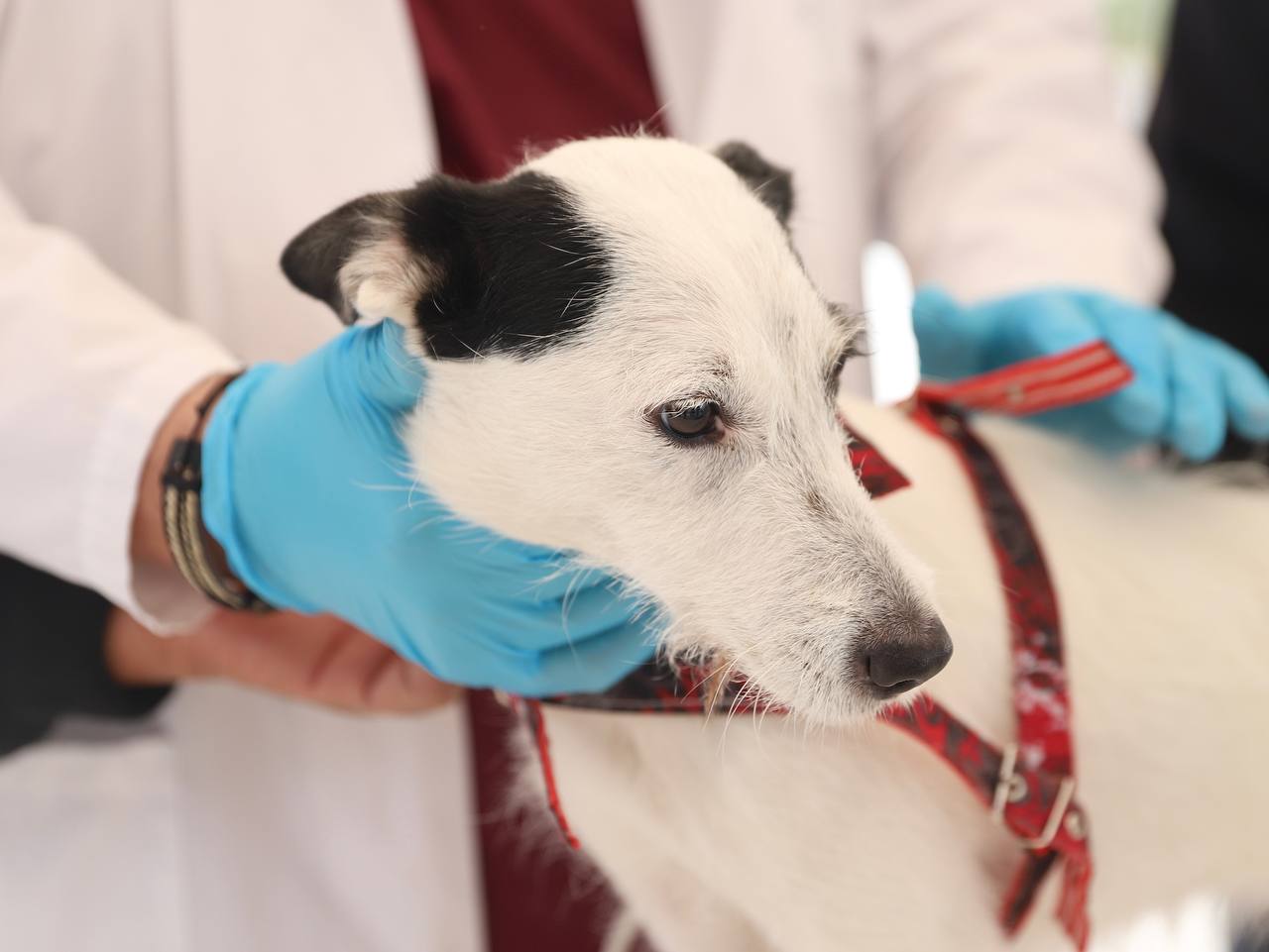 Atienden a 180 mascotas en Brigada Animal en Valles del Paraíso, en Nuevo Laredo