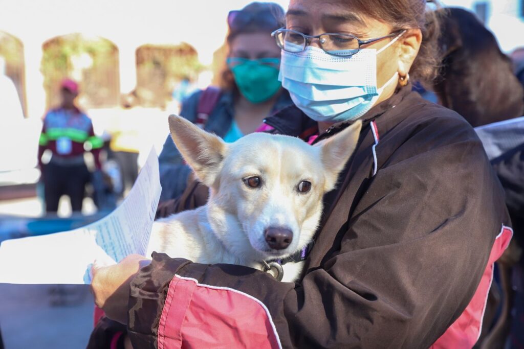 Inicia primera Jornada de Esterilización para animales rescatados