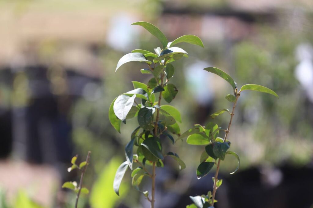 Se han reforestado un total de 120 árboles en diversos puntos de Nuevo Laredo