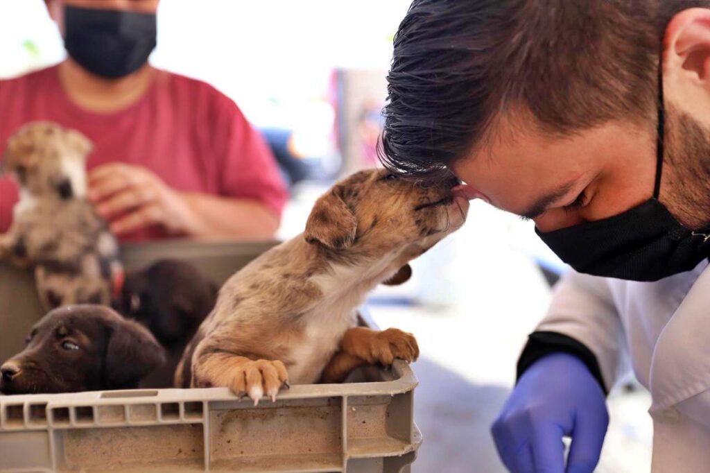 Aplicarán sanciones a quienes no respeten los derechos de los animales en Nuevo Laredo