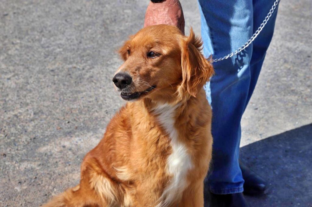 Aplicarán sanciones a quienes no respeten los derechos de los animales en Nuevo Laredo