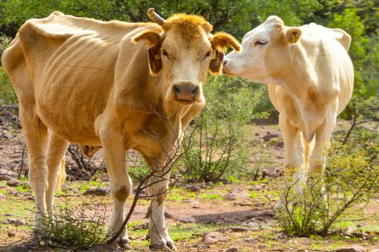 500 ganaderos se han visto afectados en Ciudad Victoria por escasez de agua