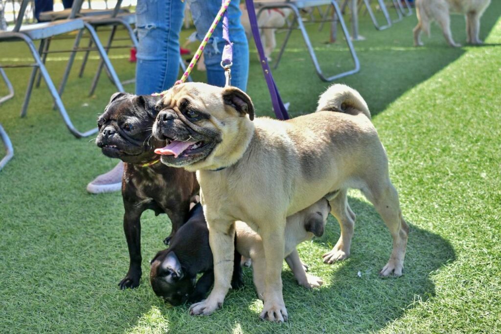 Llega Brigada de Salud Animal al Parque Lineal en Nuevo Laredo