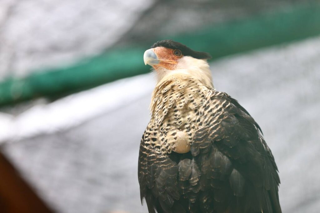 Este fin entradas del Zoológico y Acuario de Nuevo Laredo serán gratis