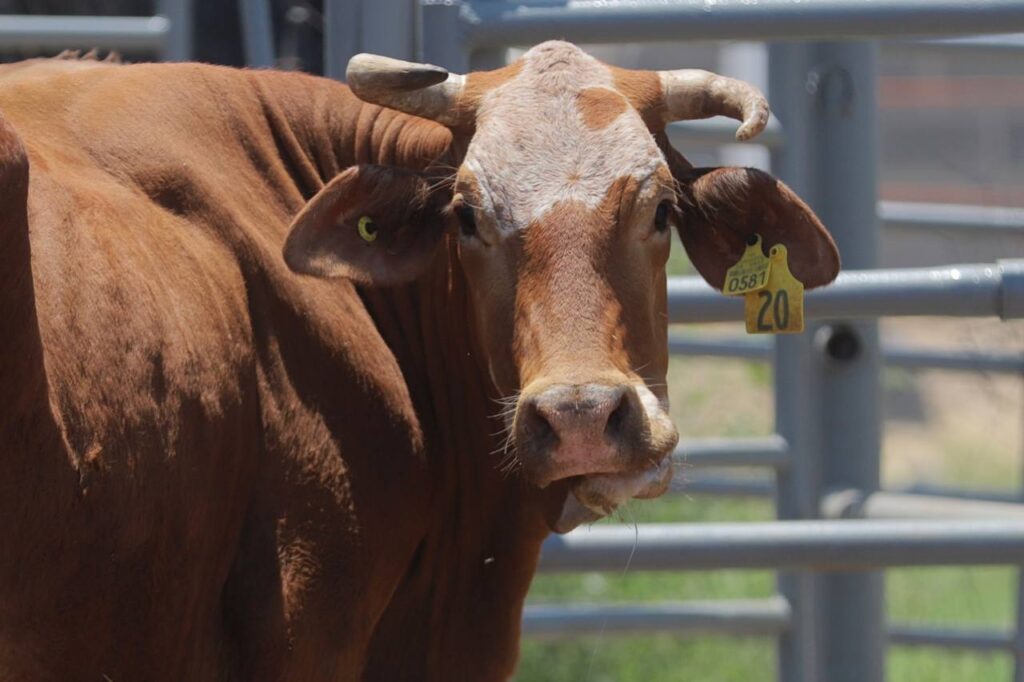 Se fortalece la campaña de consumo de carne local en Nuevo Laredo