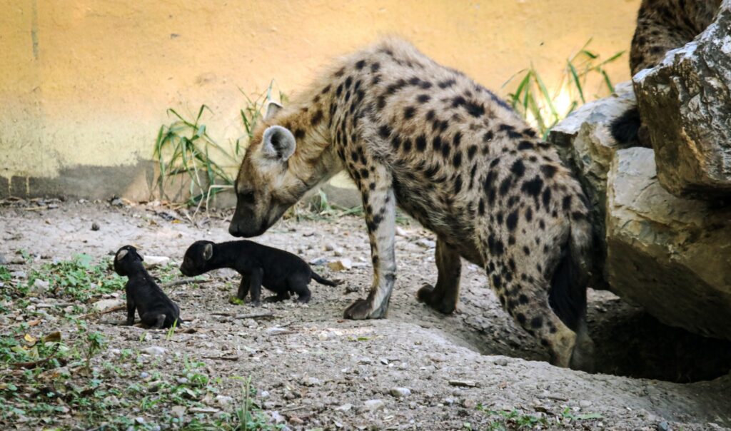 Nacen dos crías de hiena moteada en el Zoológico de Tamatán