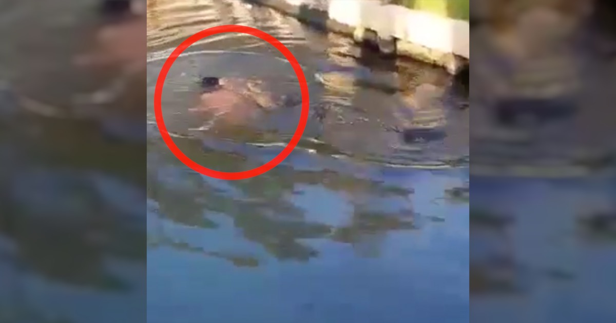 VIDEO: Cocodrilo atrapa y mata a un hombre en la Laguna del Carpintero