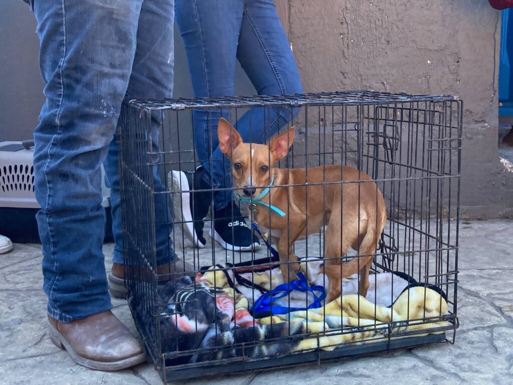 Inicia campaña de esterilización gratuita de 200 mascotas en Nuevo Laredo