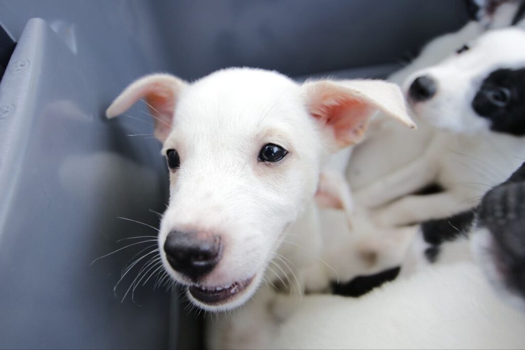 Prepara COMUSA feria de adopciones de mascotas