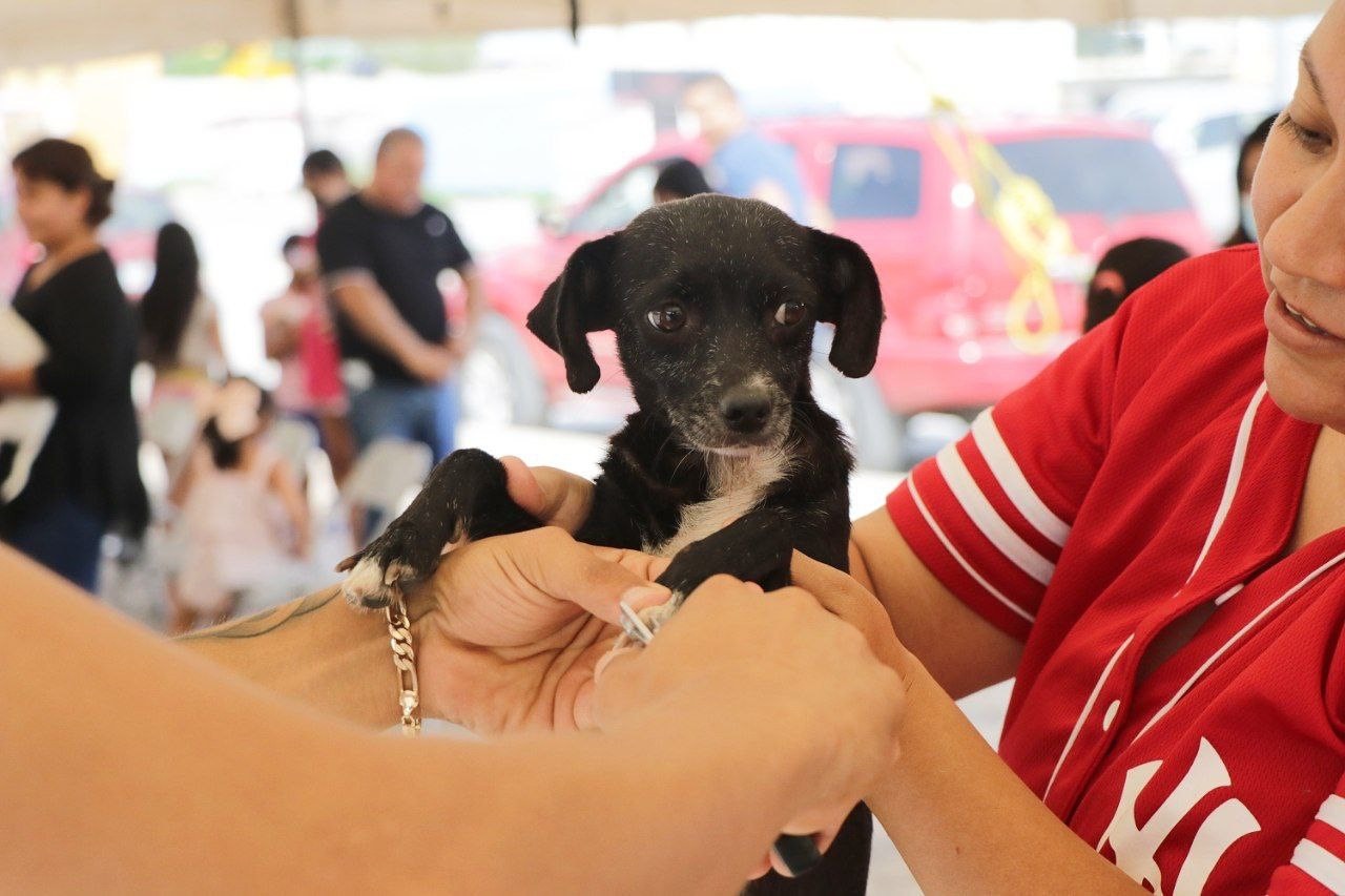 Brinda Gobierno de Nuevo Laredo atenciones para las mascotas