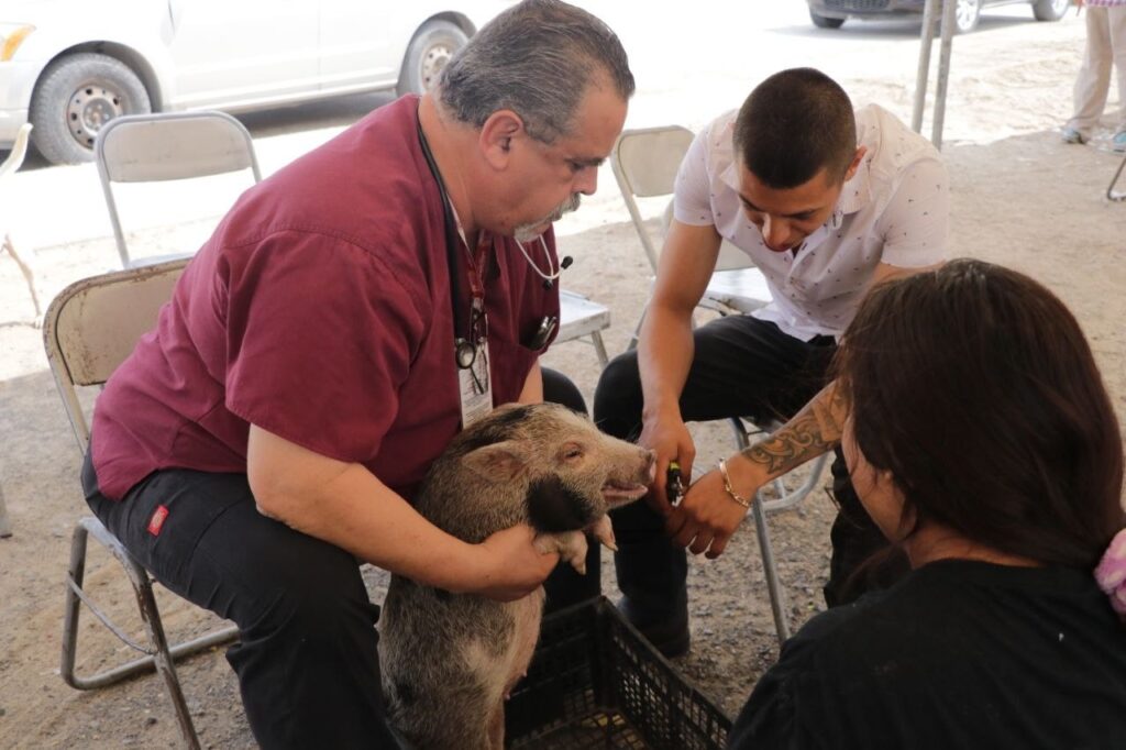 Brinda Gobierno de Nuevo Laredo atenciones para las mascotas