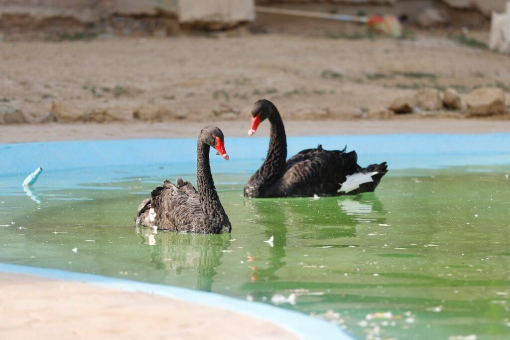 Invita alcaldesa Carmen Lilia a conocer canguros y cisnes que llegaron al zoológico