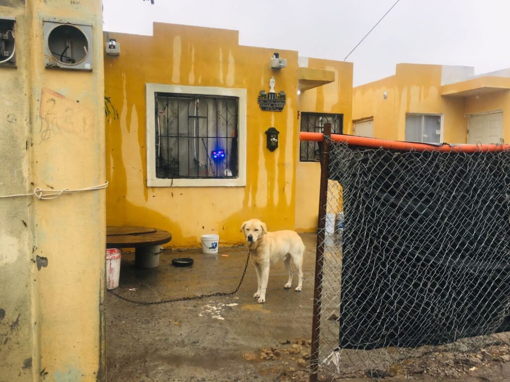 Rescatan policías a perrito en situación de abandono en Reynosa