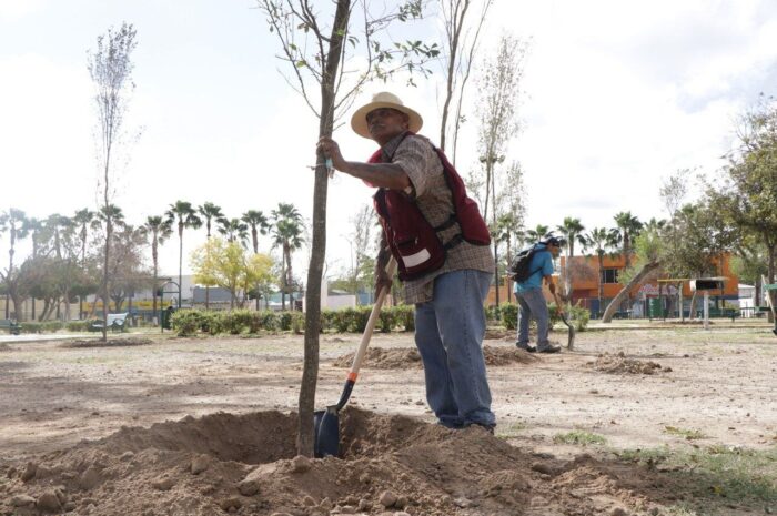 Reforesta Gobierno de Nuevo Laredo parques y plazas con mil 100 árboles