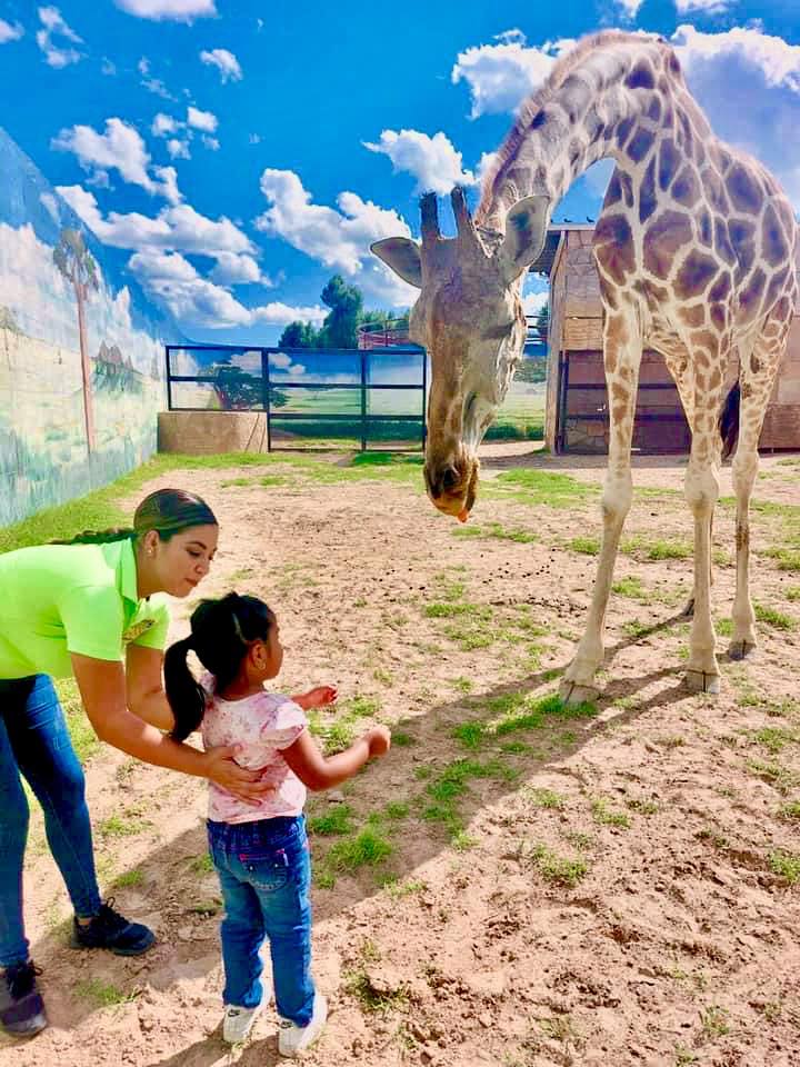 Último adiós a "Lolita"; muere la jirafa más querida del Zoológico de Nuevo Laredo