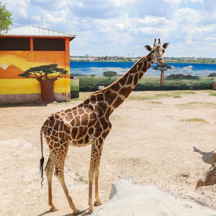 Último adiós a "Lolita"; muere la jirafa más querida del Zoológico de Nuevo Laredo