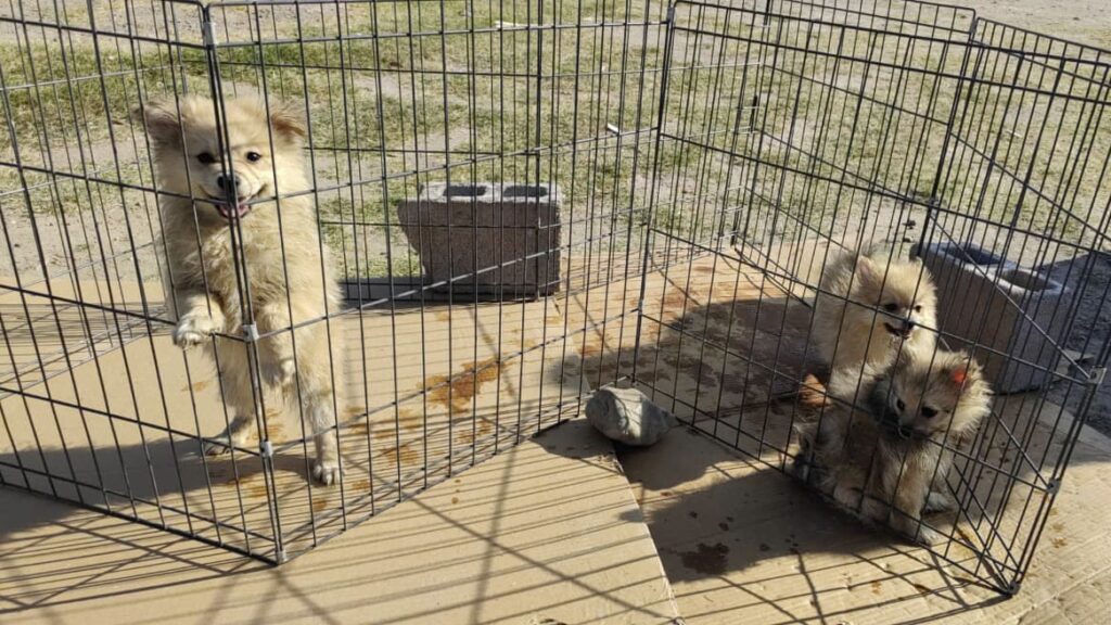 Multan en Nuevo Laredo a ciudadanos denunciados por maltrato animal