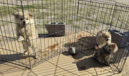 Multan en Nuevo Laredo a ciudadanos denunciados por maltrato animal