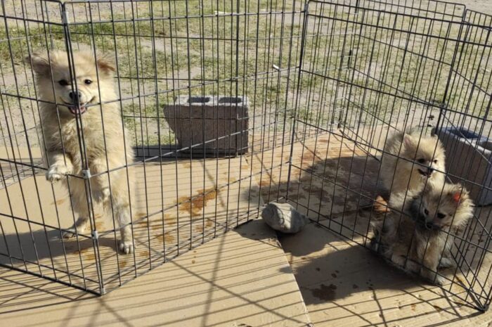 Multan en Nuevo Laredo a ciudadanos denunciados por maltrato animal