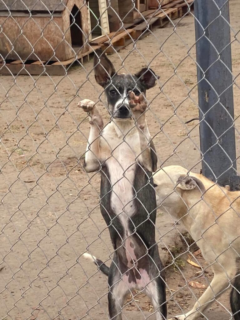 Multan en Nuevo Laredo a ciudadanos denunciados por maltrato animal