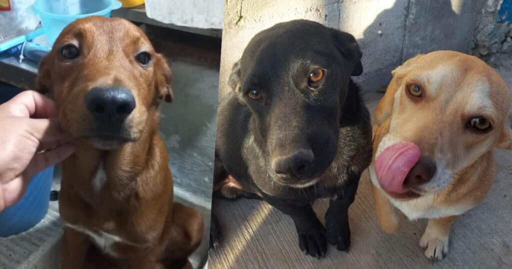 Cuenta albergue de Nuevo Laredo con 15 mascotas rescatadas listas para ser adoptadas