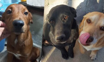 Cuenta albergue de Nuevo Laredo con 15 mascotas rescatadas listas para ser adoptadas