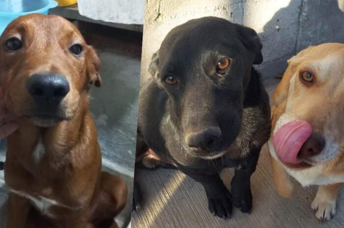 Cuenta albergue de Nuevo Laredo con 15 mascotas rescatadas listas para ser adoptadas