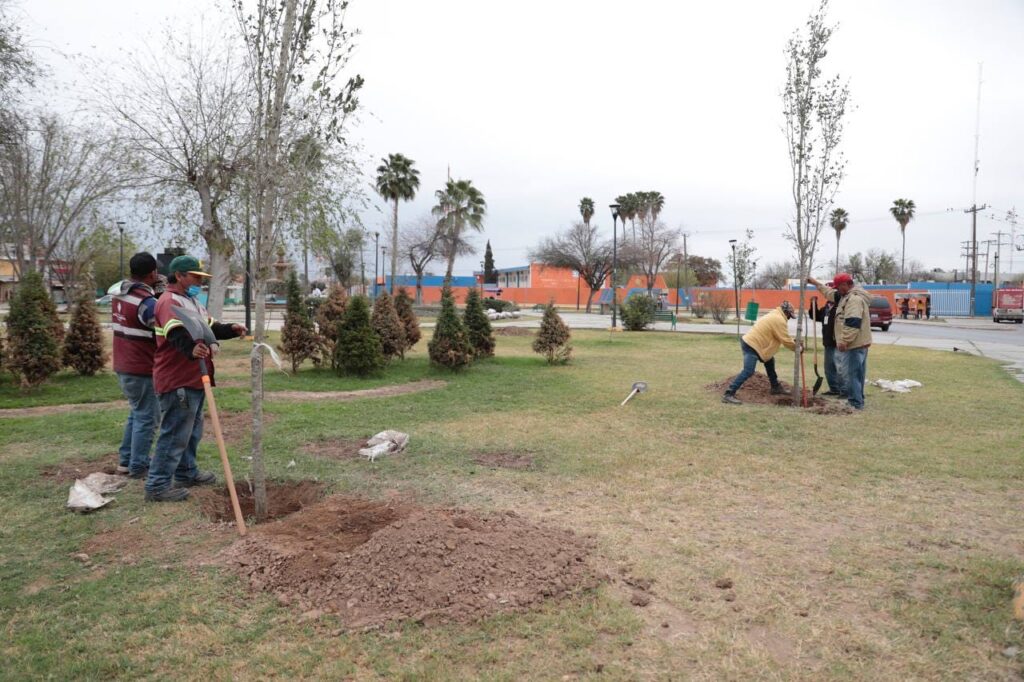 Avanza campaña de reforestación en plazas y parques de Nuevo Laredo