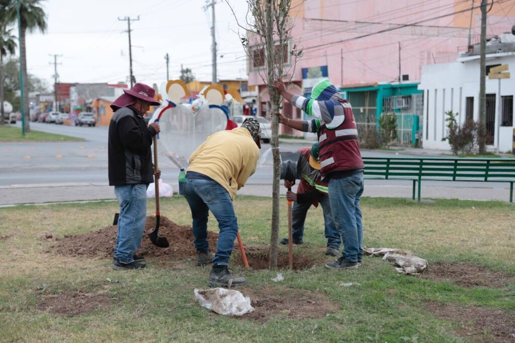 Avanza campaña de reforestación en plazas y parques de Nuevo Laredo