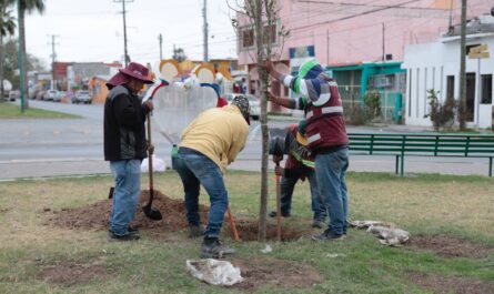 Avanza campaña de reforestación en plazas y parques de Nuevo Laredo