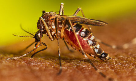 Fallece primera persona por dengue en Tamaulipas durante el 2023