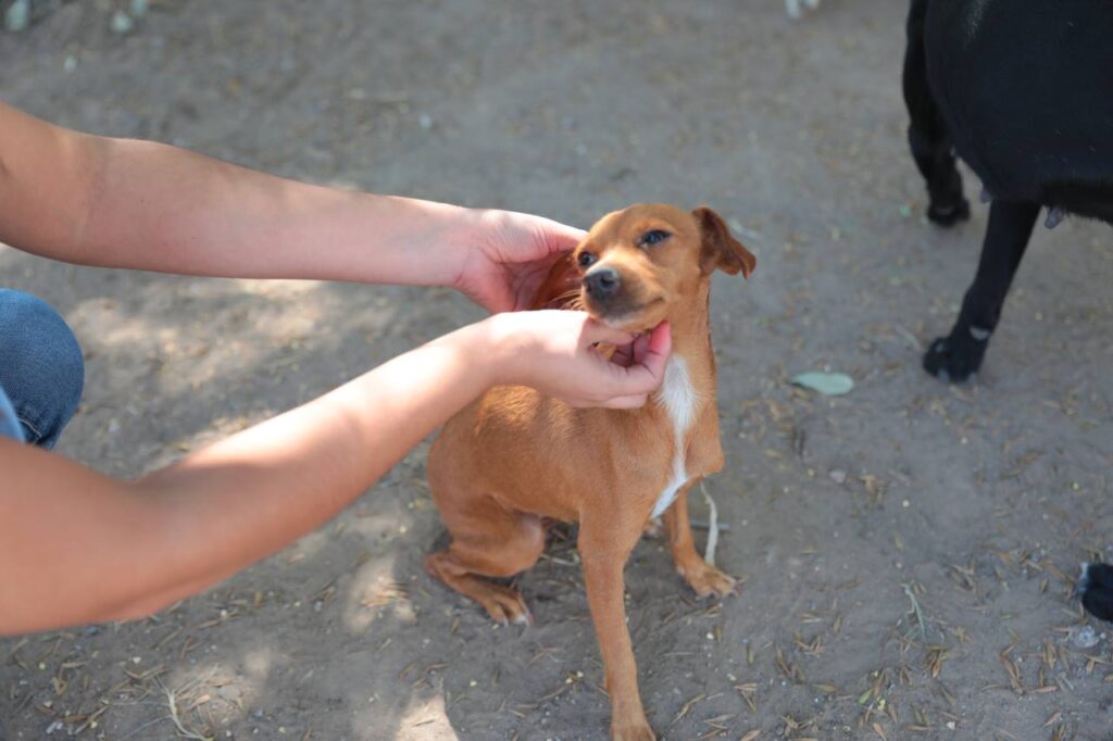 Habrá segunda Feria de la Adopción del refugio animal de Nuevo Laredo