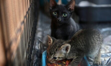 Habrá segunda Feria de la Adopción del refugio animal de Nuevo Laredo