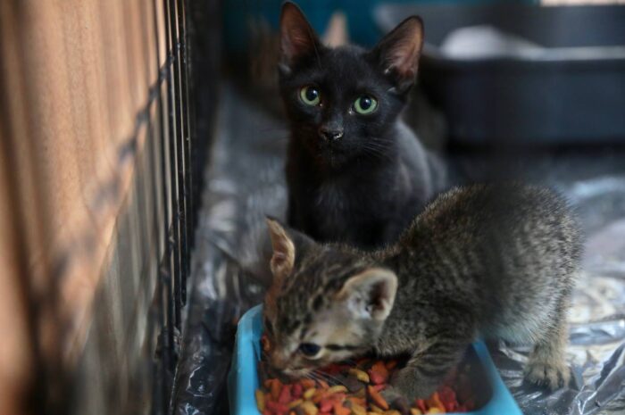 Habrá segunda Feria de la Adopción del refugio animal de Nuevo Laredo