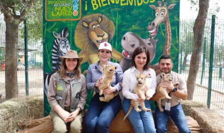 Nacen tres crías de león africano en el Zoológico de Nuevo Laredo