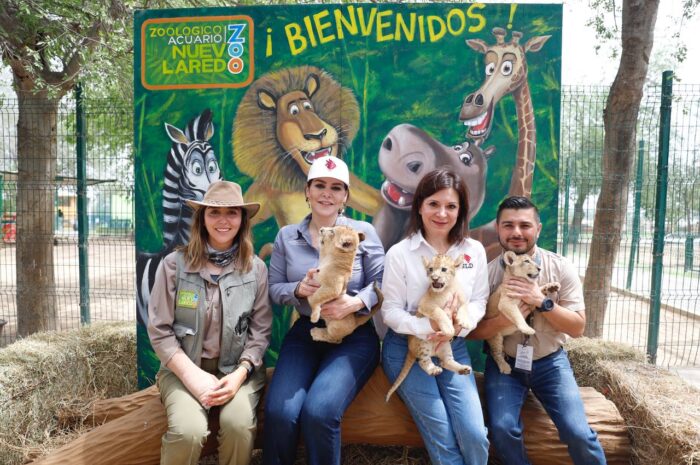 Nacen tres crías de león africano en el Zoológico de Nuevo Laredo