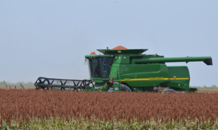 Pronóstico positivo para el campo en Tamaulipas gracias a las lluvias