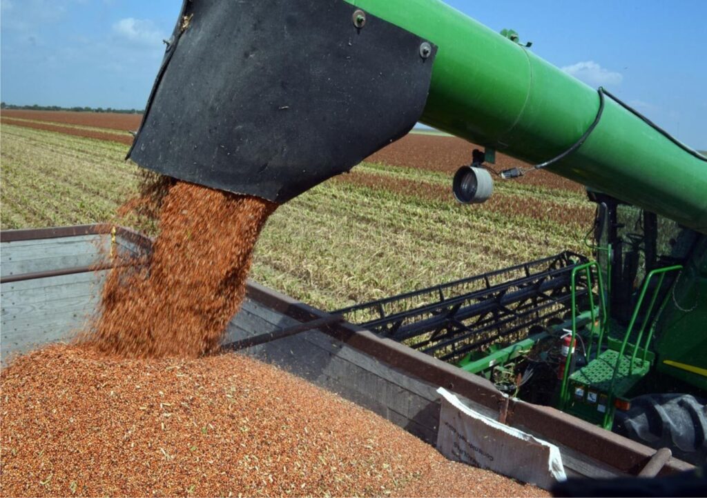 Se retrasa 10 días cosecha de sorgo por lluvias en Tamaulipas