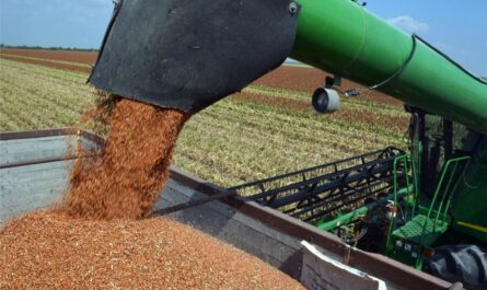 Se retrasa 10 días cosecha de sorgo por lluvias en Tamaulipas