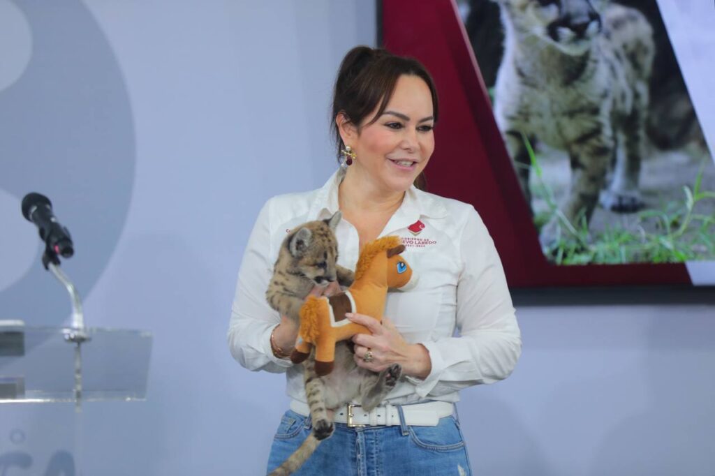 Presenta alcaldesa Carmen Lilia Canturosas a “Stormy”; la primer puma nacida en el Zoológico de Nuevo Laredo