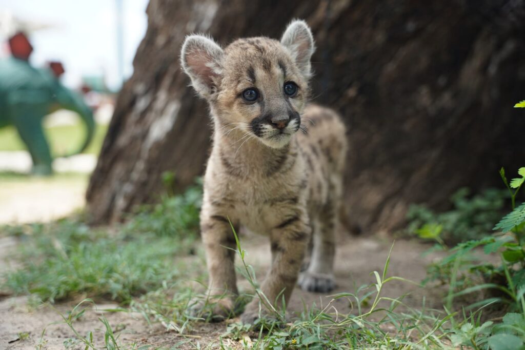 Presenta alcaldesa Carmen Lilia Canturosas a “Stormy”; la primer puma nacida en el Zoológico de Nuevo Laredo