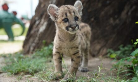 Presenta alcaldesa Carmen Lilia Canturosas a “Stormy”; la primer puma nacida en el Zoológico de Nuevo Laredo