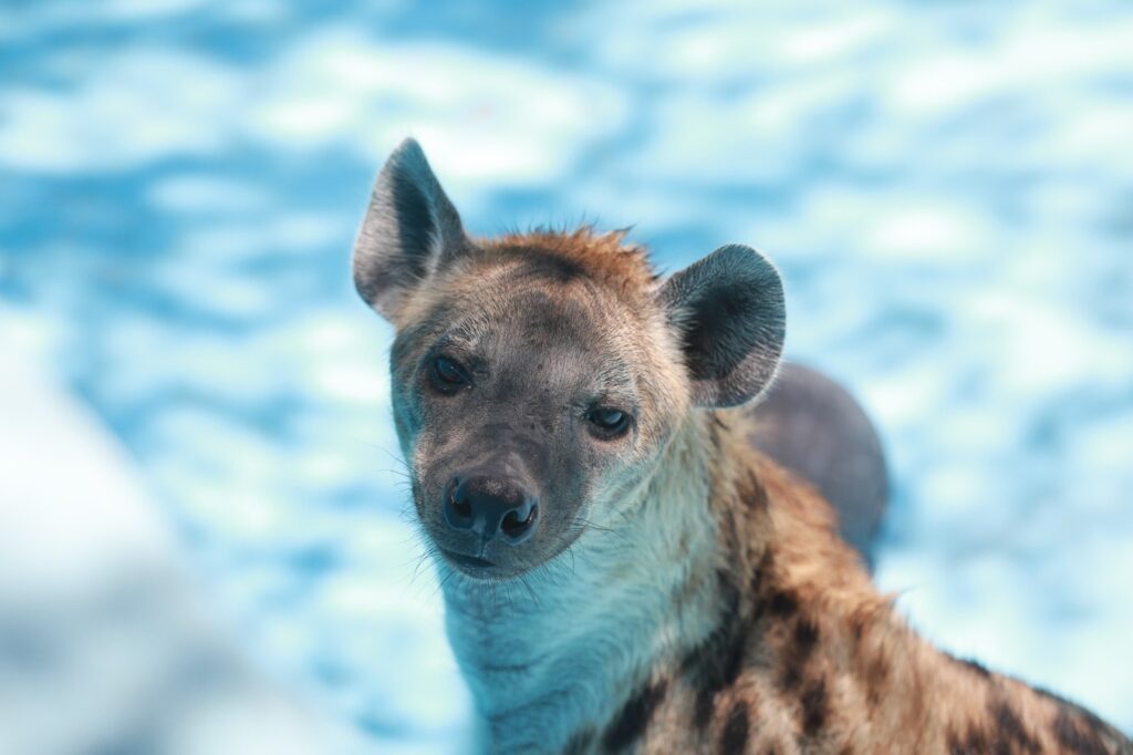 Protege personal del Zoológico de Nuevo Laredo a animales de las altas temperaturas con dietas frías